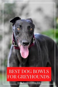 Best Dog Bowls for Greyhounds 