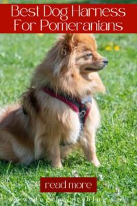 Best Dog Harness For Pomeranians