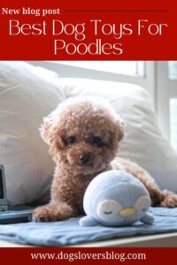 The 5 Best Dog Toys For Poodles