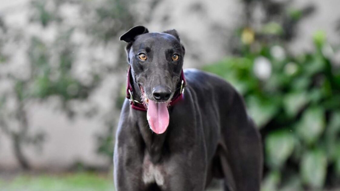 Top 5 Best Dog Bowls for Greyhounds: Helping You Make The Right Choice