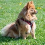 Best Dog Harness For Pomeranians