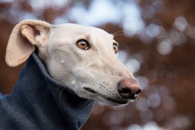 Top 5 Best Dog Bowls for Greyhounds Helping You Make The Right Choice
