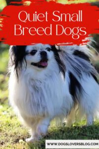 Quiet Small Breed Dogs