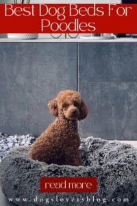 Best Dog Beds For Poodles