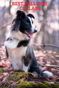 5 Best Fall Dog Collars: Your Dog Will Be the Most Stylish at the Park