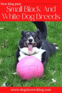 Small Black And White Dog Breeds