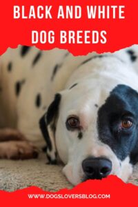 10 black and white dog breeds