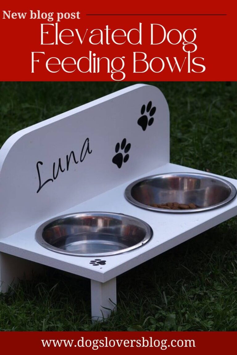 The 5 Best Elevated Dog Feeding Bowls That Make Mealtime Easier on Your