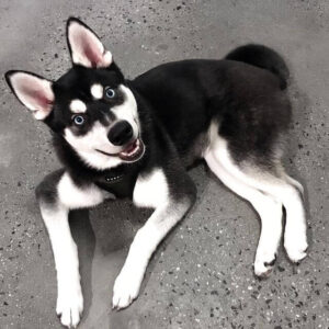 Alaskan Klee Kai