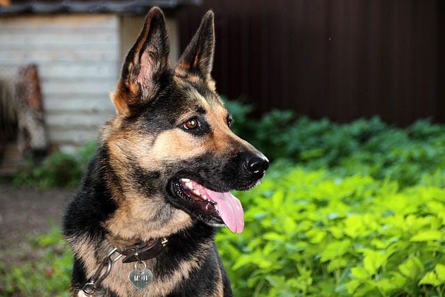 Best Dog Collars For German Shepherds (Top 5 Picks)