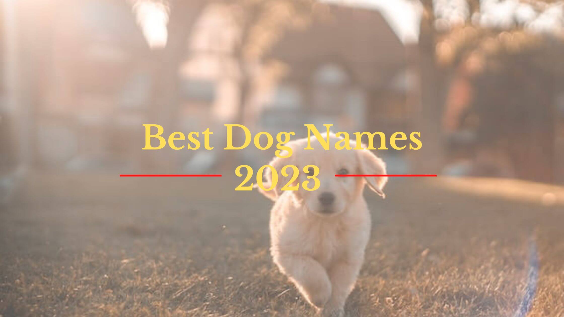 What Is The Best Names For A Boy Dog