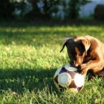 Dog Proof Soccer Balls