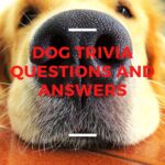 Dog Trivia Questions And Answers