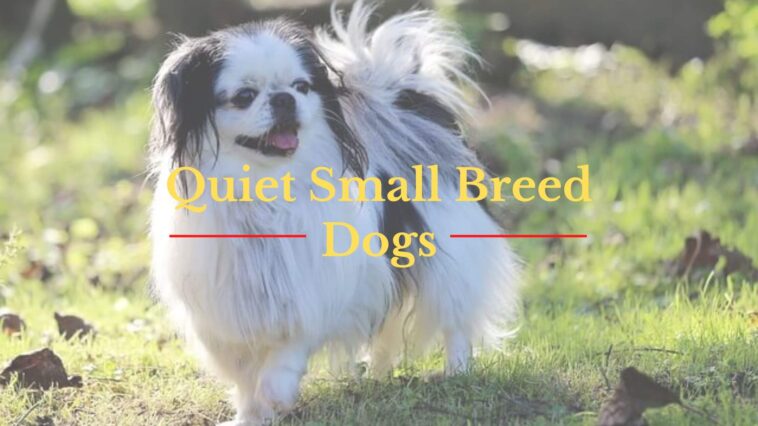Quiet Small Breed Dogs