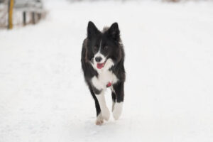 Shetland Sheepdog