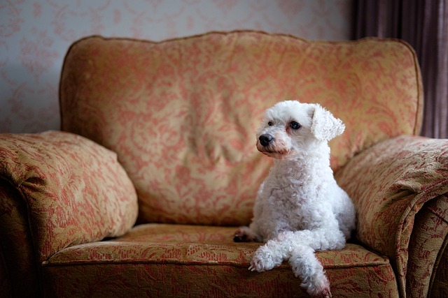 The Ultimate Guide to Finding the Best Dog Beds for Your Poodle