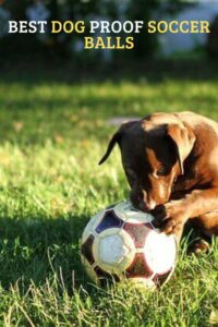 These 10 Soccer Balls That Are Dog-Proof