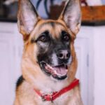 best dog collars for german shepherds