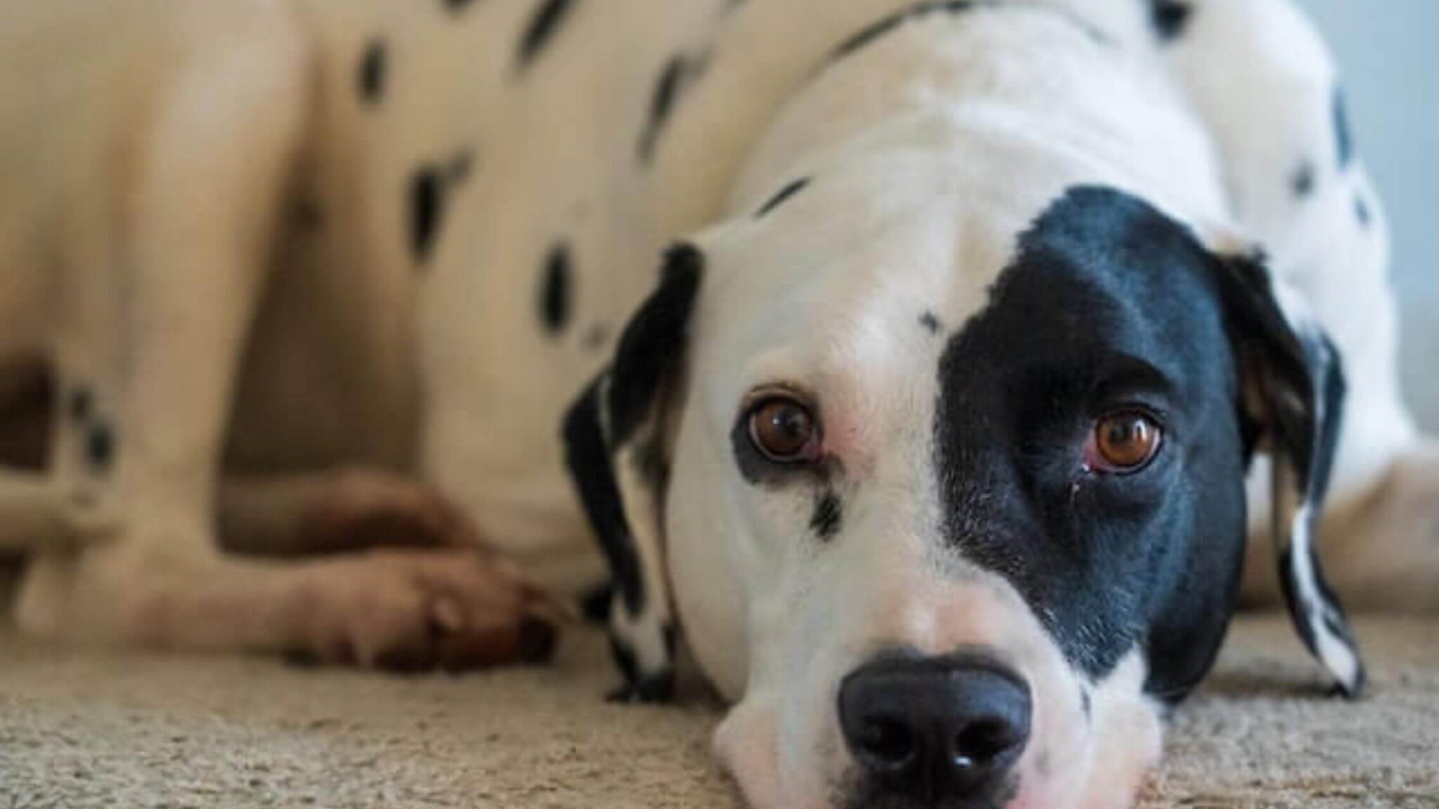 Black And White Dog Breeds 2024 Top 10 Most Popular And Lovable black-and-white-dog-breeds-2024-top-10-most-popular-and-lovable