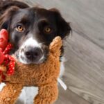 how to choose the best dog toys