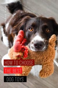 how to choose the best dog toys