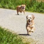 how to train a dog not to run away