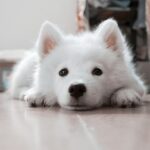 quiz questions about dogs and answers