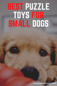 7 Best Puzzle Toys for Small Dogs