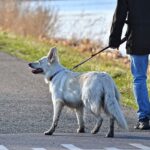 Best Leashes for Dogs that Pull