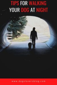 Köpeğinizi Gece Yürütmek İçin En İyi İpuçları