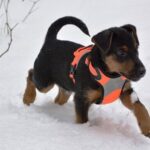 black and tan small dog breeds