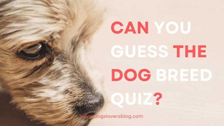 Can You Guess The Dog Breed Quiz