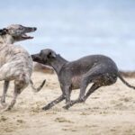 Greyhound Lovers Gifts