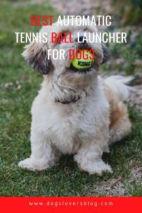 The Best Automatic Tennis Ball Launcher For Dogs