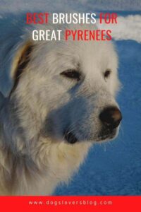 The Best Brushes For Great Pyrenees