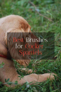The Best Brushes for Cocker Spaniels