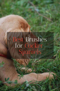 The Best Brushes for Cocker Spaniels