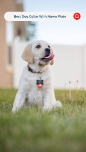 The Best Dog Collar With Name Plate