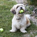 best automatic tennis ball launcher for dogs