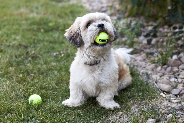 best automatic tennis ball launcher for dogs