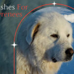 best brushes for great pyrenees