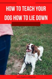 how to teach your dog how to lie down