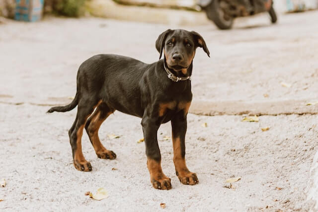 The 10 Cutest Black And Tan Small Dog Breeds: A Guide to Finding the ...