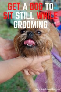 How to Get a Dog to Sit Still While Grooming The Secret to Grooming Your Dog with Ease