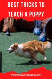 best tricks to teach a puppy