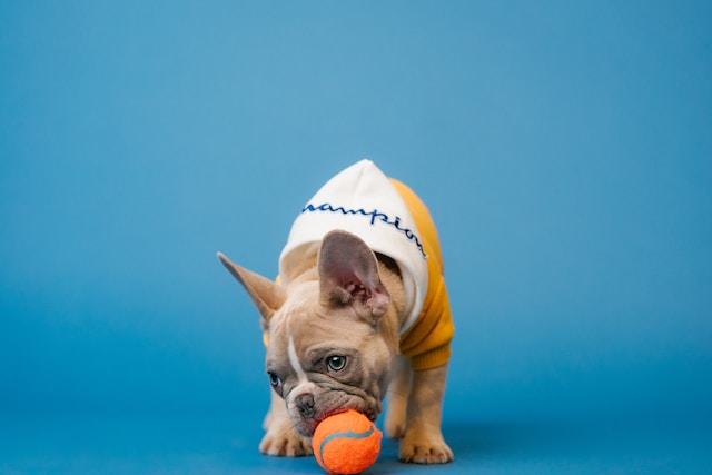 5 Best Tennis Balls for Small Dogs