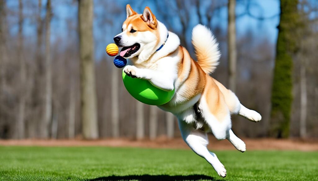 Why Playing is Important for Akitas