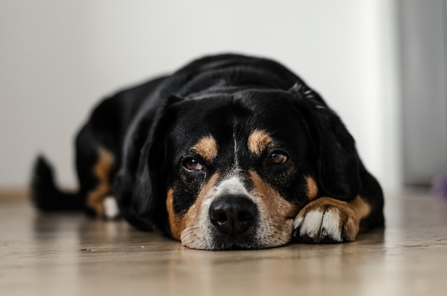 Automatic dog feeders for busy pet owners