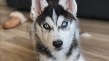 Best Dog Crates for Siberian Huskies