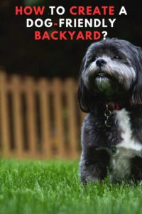 How to Create a Dog-friendly Backyard? Tips and Tricks for a Pawsome Outdoor Space